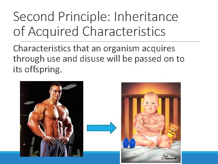 Second Principle: Inheritance of Acquired Characteristics that an organism acquires through use and disuse