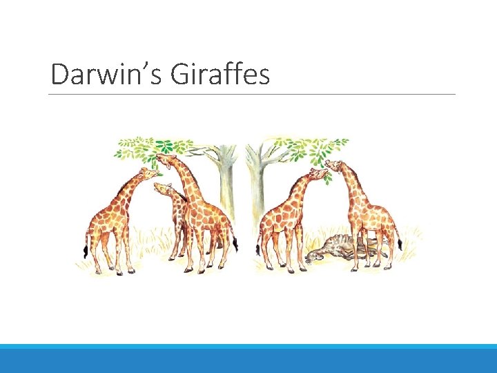 Darwin’s Giraffes 