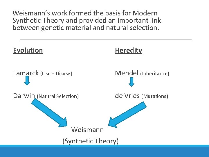 Weismann’s work formed the basis for Modern Synthetic Theory and provided an important link