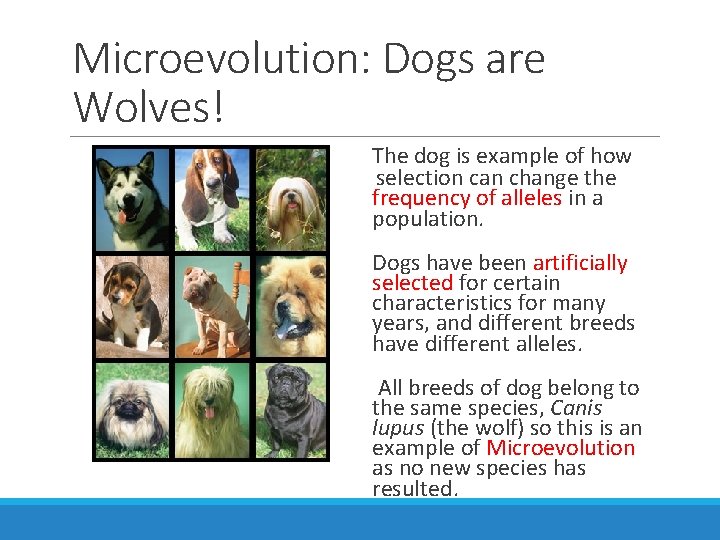 Microevolution: Dogs are Wolves! The dog is example of how selection can change the