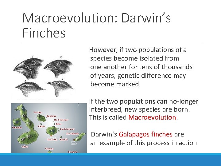Macroevolution: Darwin’s Finches However, if two populations of a species become isolated from one