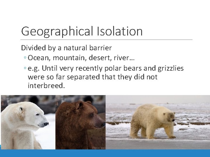 Geographical Isolation Divided by a natural barrier ◦ Ocean, mountain, desert, river… ◦ e.