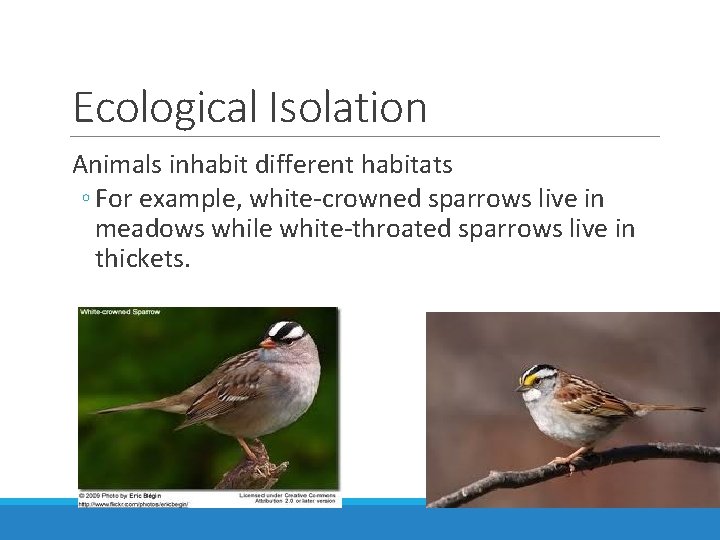 Ecological Isolation Animals inhabit different habitats ◦ For example, white-crowned sparrows live in meadows
