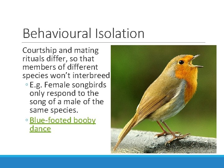 Behavioural Isolation Courtship and mating rituals differ, so that members of different species won’t