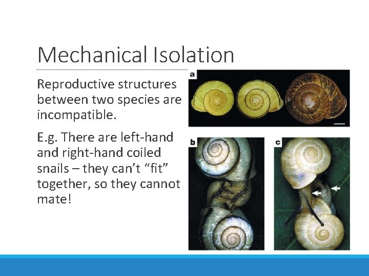 Mechanical Isolation Reproductive structures between two species are incompatible. E. g. There are left-hand