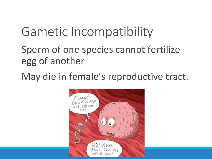 Gametic Incompatibility Sperm of one species cannot fertilize egg of another May die in