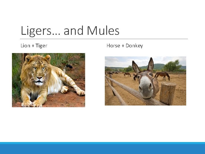 Ligers… and Mules Lion + Tiger Horse + Donkey 