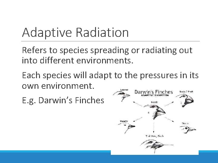 Adaptive Radiation Refers to species spreading or radiating out into different environments. Each species