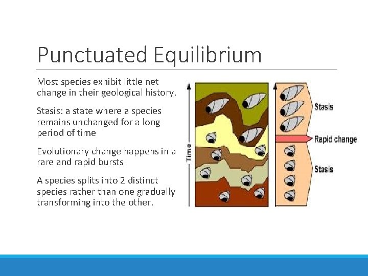 Punctuated Equilibrium Most species exhibit little net change in their geological history. Stasis: a
