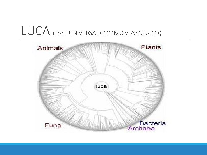 LUCA (LAST UNIVERSAL COMMOM ANCESTOR) 