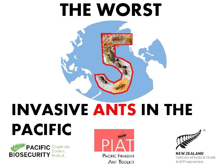 THE WORST INVASIVE ANTS IN THE PACIFIC 