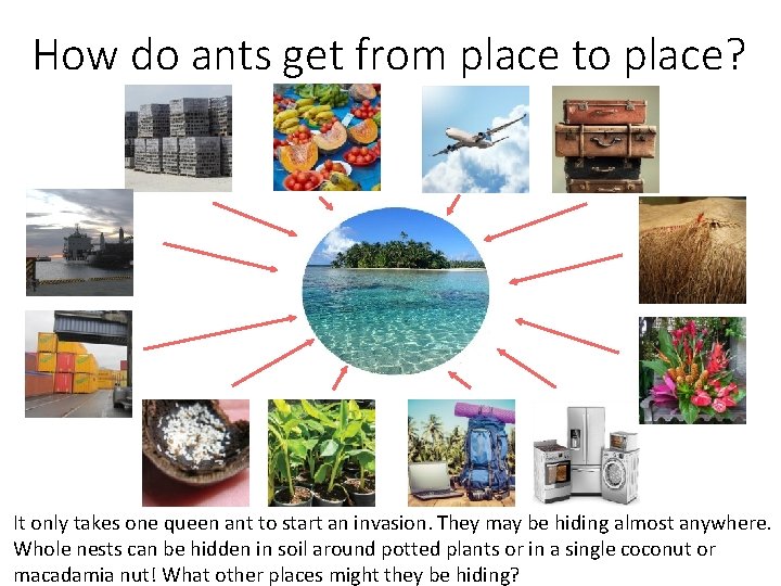 How do ants get from place to place? © Meghan Cooling It only takes