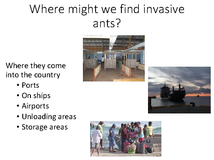 Where might we find invasive ants? Where they come into the country • Ports