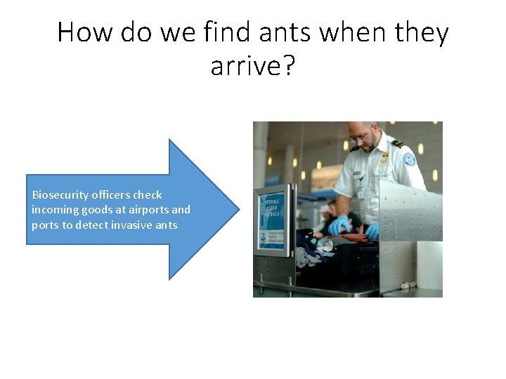 How do we find ants when they arrive? Biosecurity officers check incoming goods at