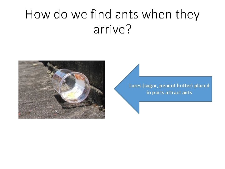 How do we find ants when they arrive? Lures (sugar, peanut butter) placed in