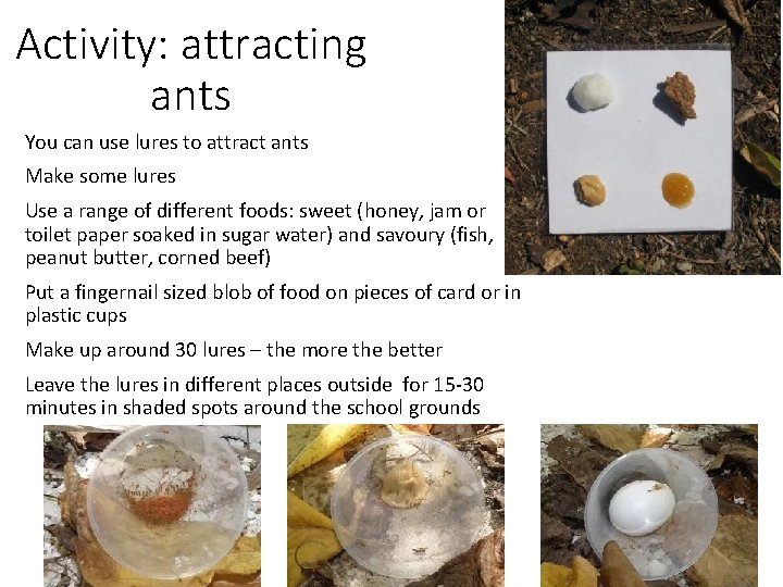 Activity: attracting ants You can use lures to attract ants Make some lures Use