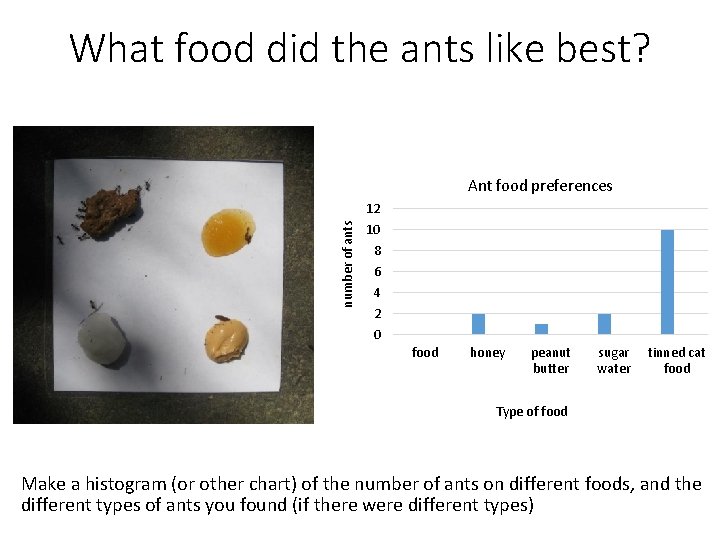 What food did the ants like best? number of ants Ant food preferences 12