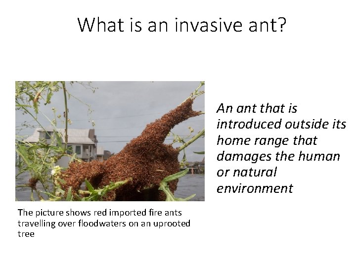 What is an invasive ant? An ant that is introduced outside its home range