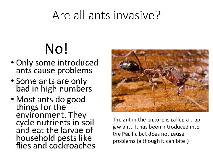 Are all ants invasive? No! • Only some introduced ants cause problems • Some