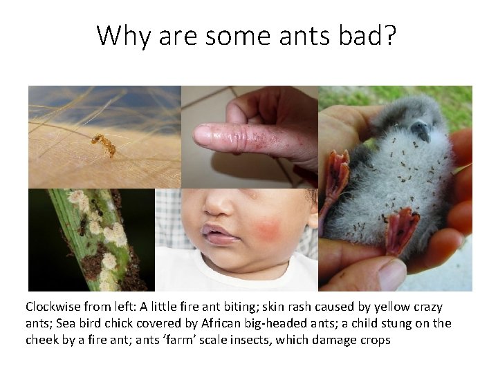 Why are some ants bad? Clockwise from left: A little fire ant biting; skin