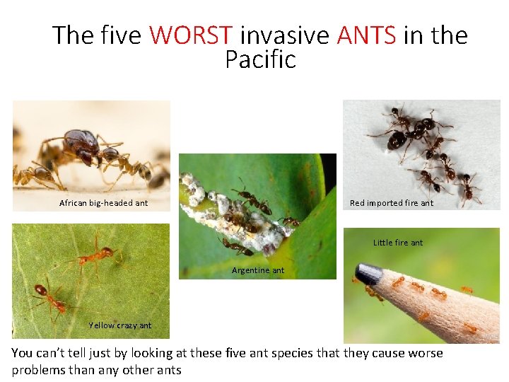 The five WORST invasive ANTS in the Pacific African big-headed ant Red imported fire