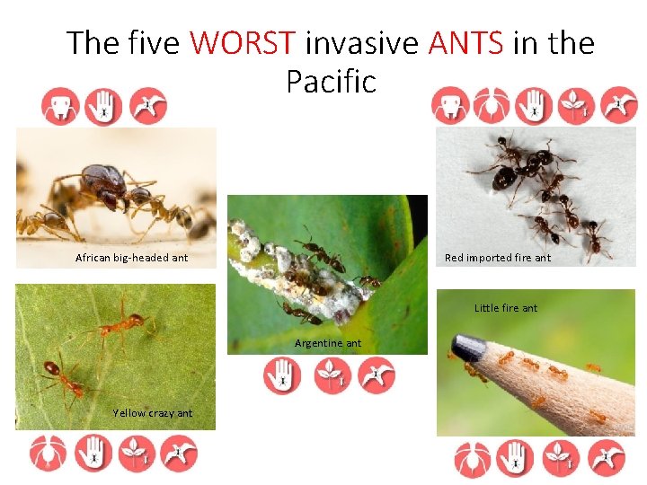 The five WORST invasive ANTS in the Pacific African big-headed ant Red imported fire