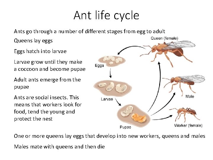 Ant life cycle Ants go through a number of different stages from egg to