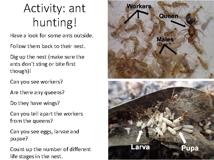 Activity: ant hunting! Have a look for some ants outside. Follow them back to