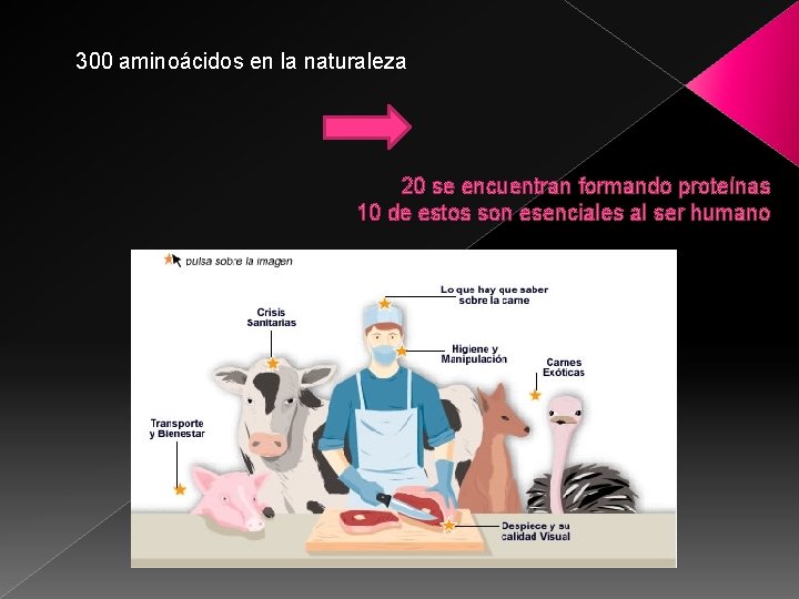 300 aminoácidos en la naturaleza 20 se encuentran formando proteínas 10 de estos son