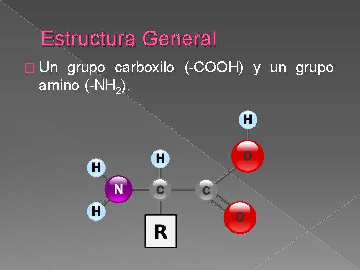 Estructura General � Un grupo carboxilo (-COOH) y un grupo amino (-NH 2). 