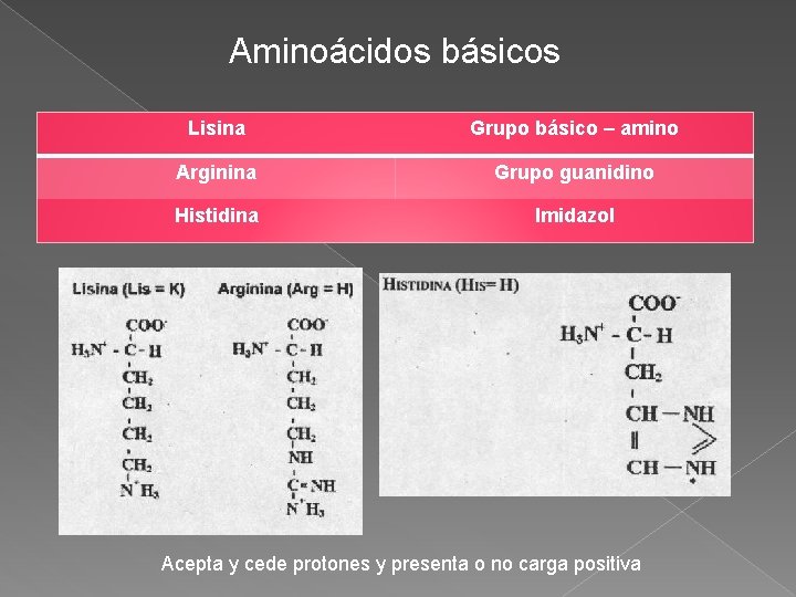 Aminoácidos básicos Lisina Grupo básico – amino Arginina Grupo guanidino Histidina Imidazol Acepta y