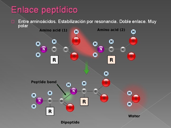 Enlace peptídico � Entre aminoácidos. Estabilización por resonancia. Doble enlace. Muy polar 
