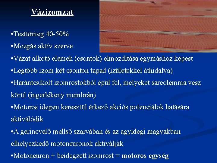 Vázizomzat • Testtömeg 40 -50% • Mozgás aktív szerve • Vázat alkotó elemek (csontok)