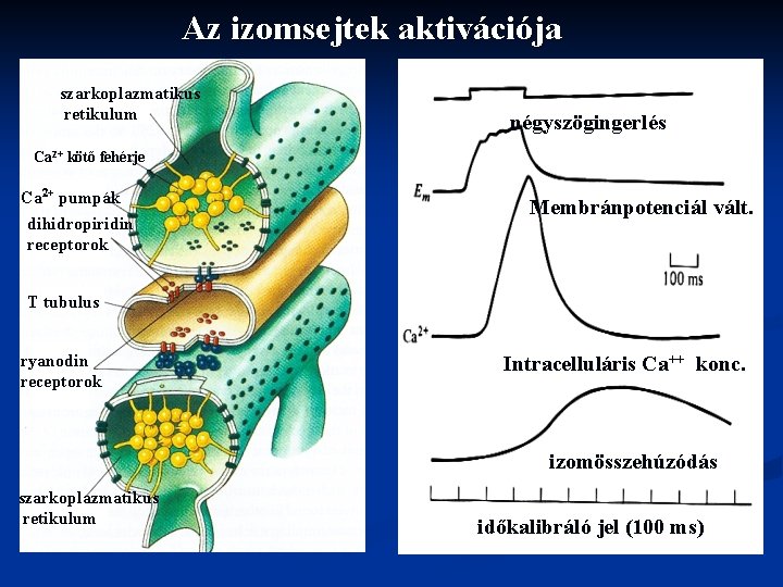 Az izomsejtek aktivációja szarkoplazmatikus retikulum négyszögingerlés Ca 2+ kötő fehérje Ca 2+ pumpák dihidropiridin