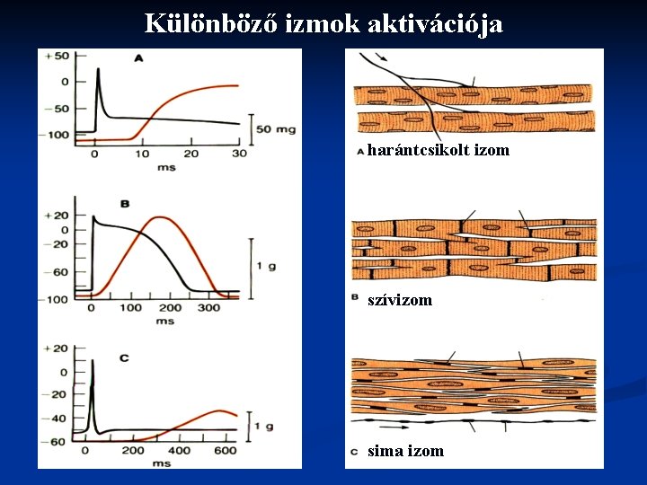 Különböző izmok aktivációja harántcsikolt izom szívizom sima izom 