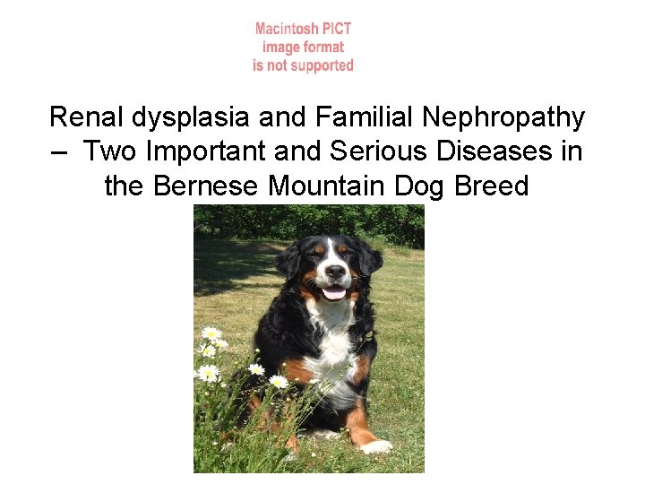 Renal dysplasia and Familial Nephropathy – Two Important and Serious Diseases in the Bernese