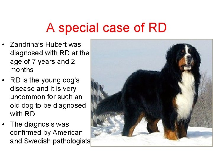 A special case of RD • Zandrina’s Hubert was diagnosed with RD at the