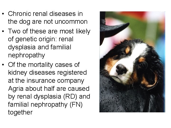  • Chronic renal diseases in the dog are not uncommon • Two of