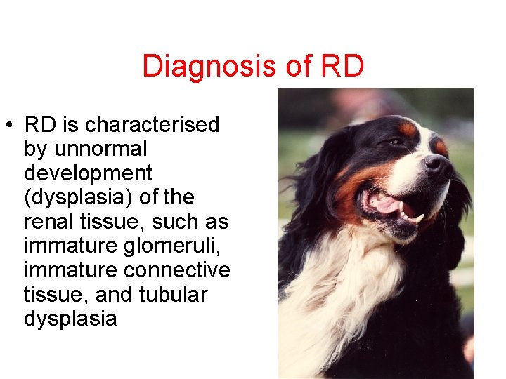 Diagnosis of RD • RD is characterised by unnormal development (dysplasia) of the renal