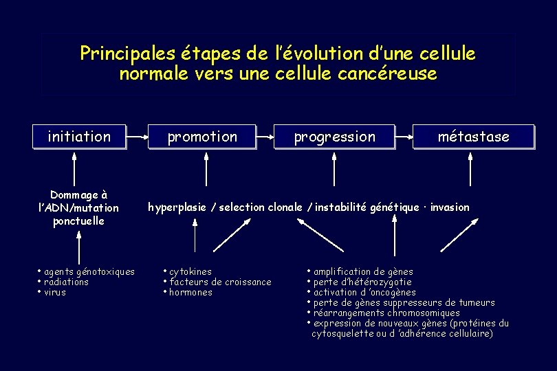 Principales étapes de l’évolution d’une cellule normale vers une cellule cancéreuse initiation Dommage à