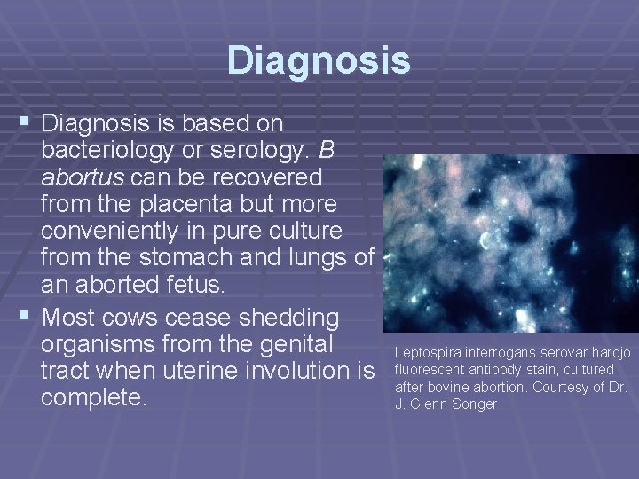 Diagnosis § Diagnosis is based on bacteriology or serology. B abortus can be recovered