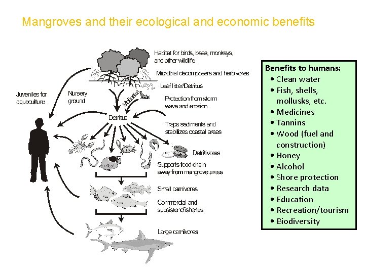 Mangroves and their ecological and economic benefits Benefits to humans: • Clean water •