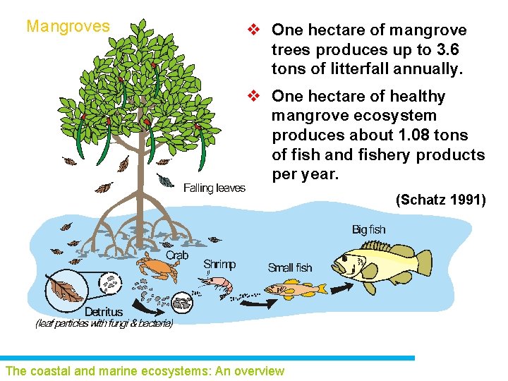 Mangroves v One hectare of mangrove trees produces up to 3. 6 tons of