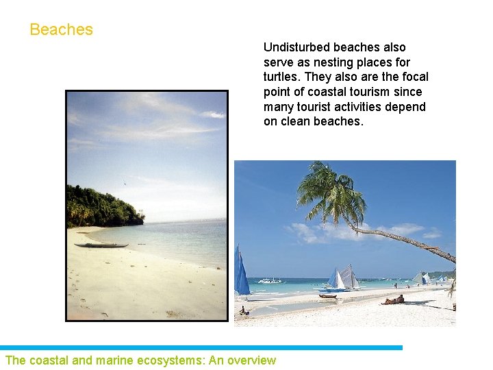 Beaches Undisturbed beaches also serve as nesting places for turtles. They also are the