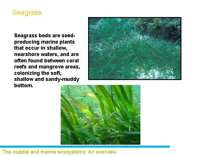 Seagrass beds are seedproducing marine plants that occur in shallow, nearshore waters, and are
