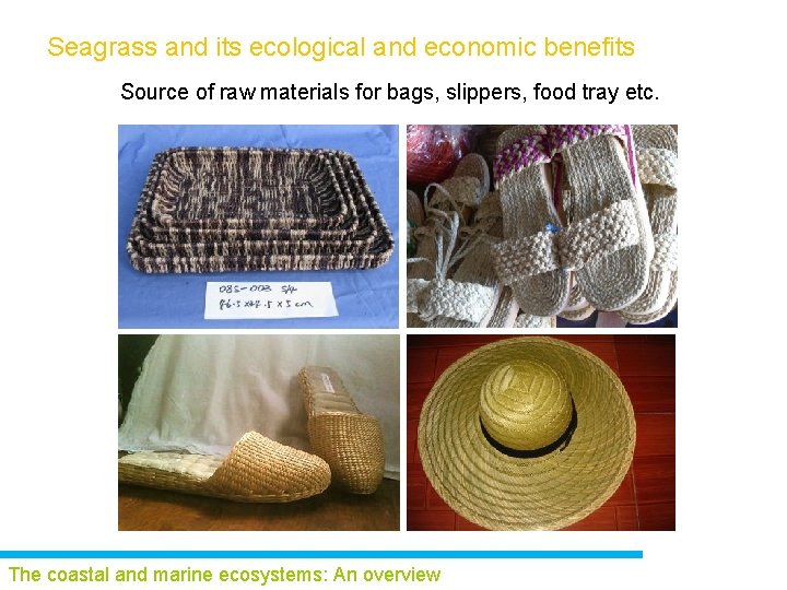 Seagrass and its ecological and economic benefits Source of raw materials for bags, slippers,