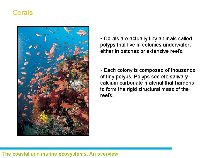 Corals • Corals are actually tiny animals called polyps that live in colonies underwater,