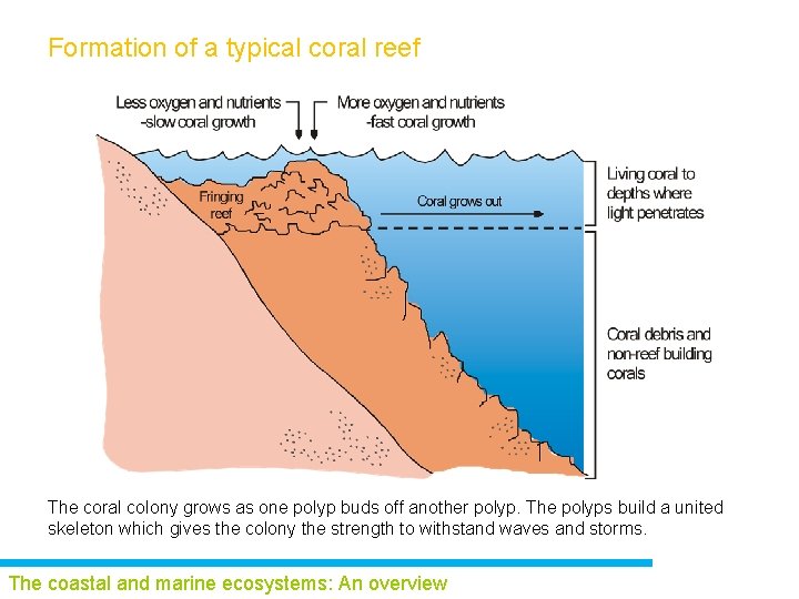 Formation of a typical coral reef The coral colony grows as one polyp buds