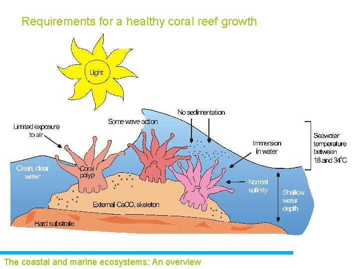 Requirements for a healthy coral reef growth The coastal and marine ecosystems: An overview