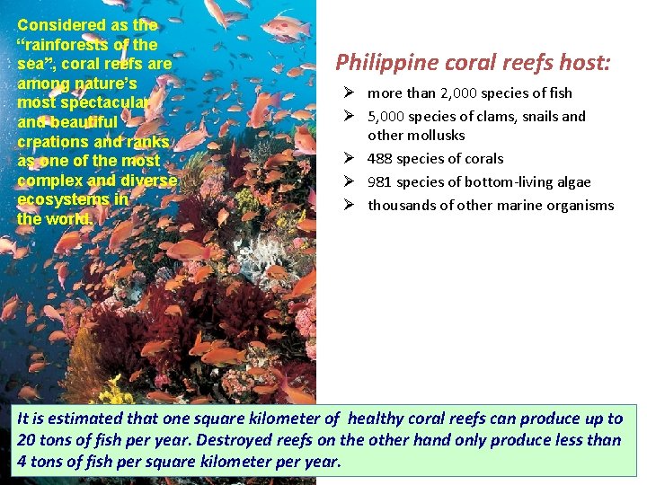 Considered as the “rainforests of the sea”, coral reefs are among nature’s most spectacular